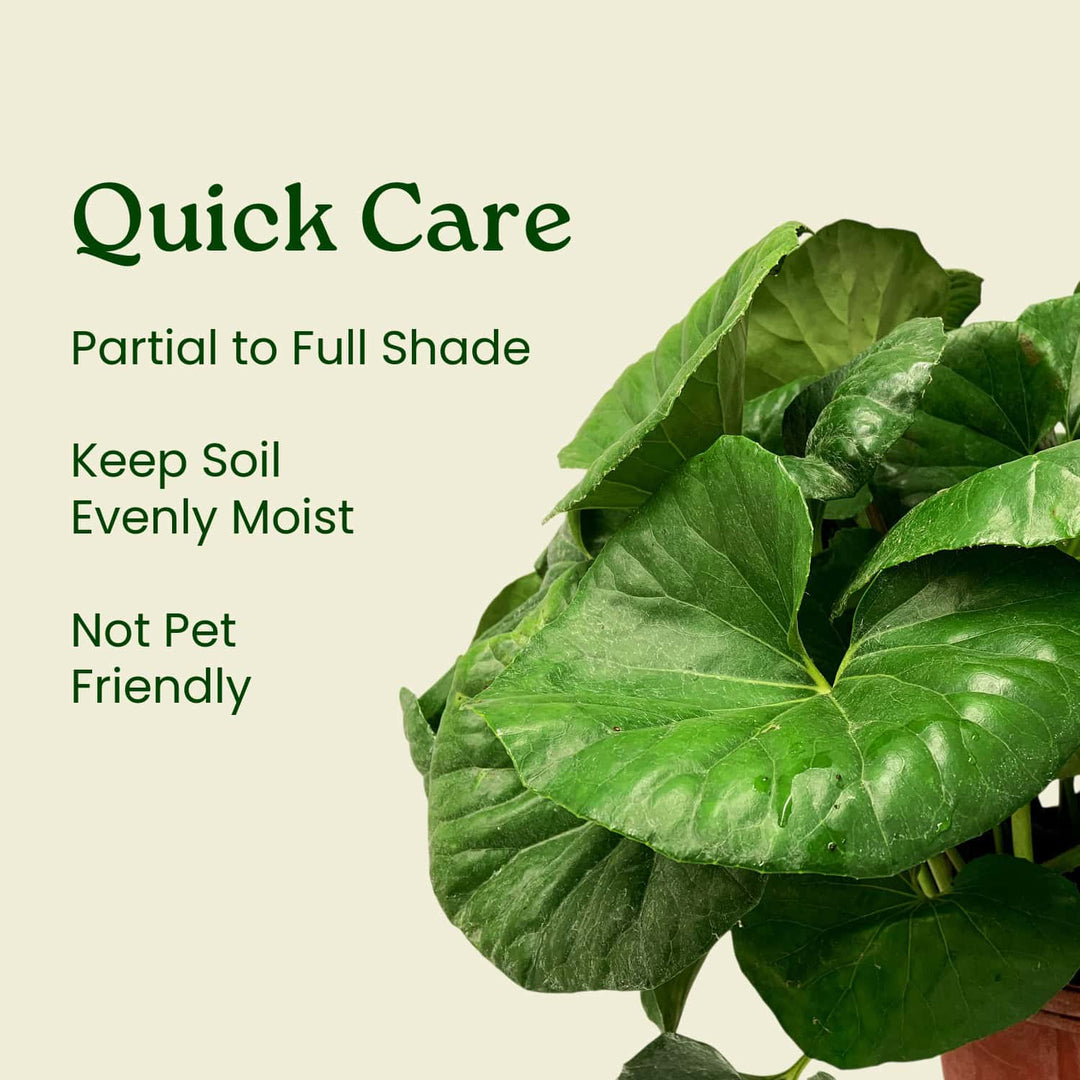 tractor seat plant care indoors Leopard Tractor Seat Plant