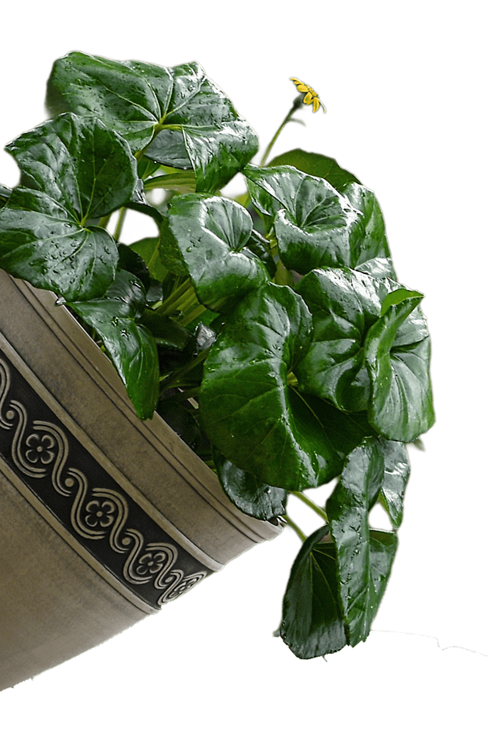 indoor tractor seat plant Tractor Seat Plant for Sale