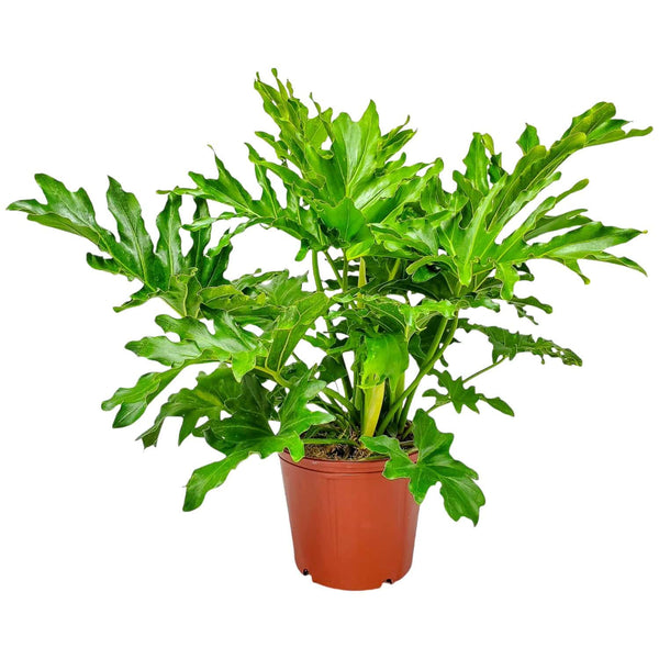 Philodendron Selloum for Sale