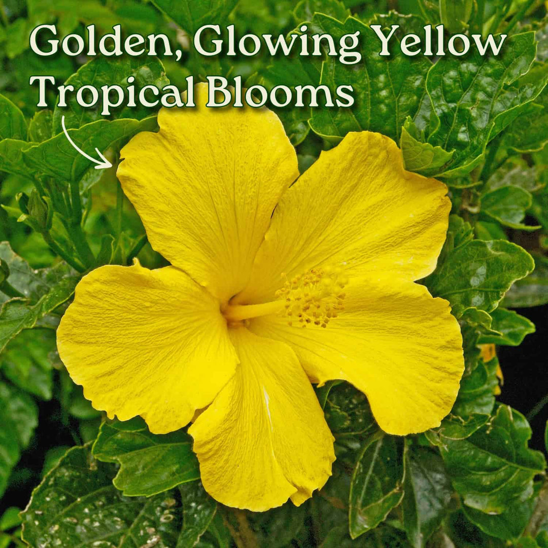 Close-up of a bright yellow tropical flower with green leaves in the background. #size_3-gallon