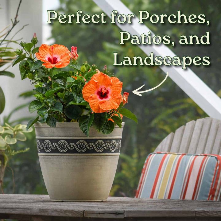 Potted plant with orange flowers on a porch with text 'Perfect for Porches, Patios, and Landscapes'. #size_3-gallon