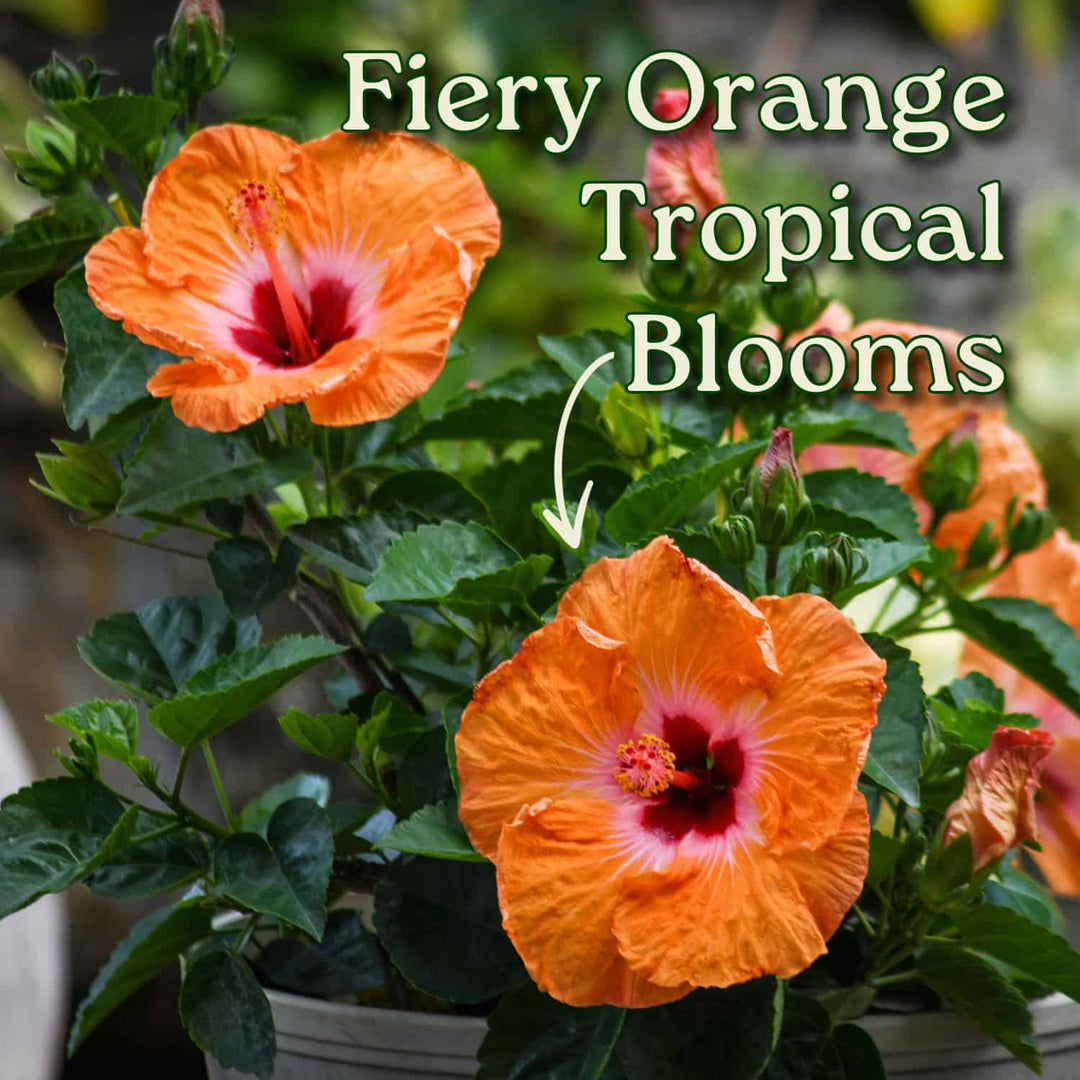 Fiery orange tropical blooms with green leaves and text overlay. #size_3-gallon