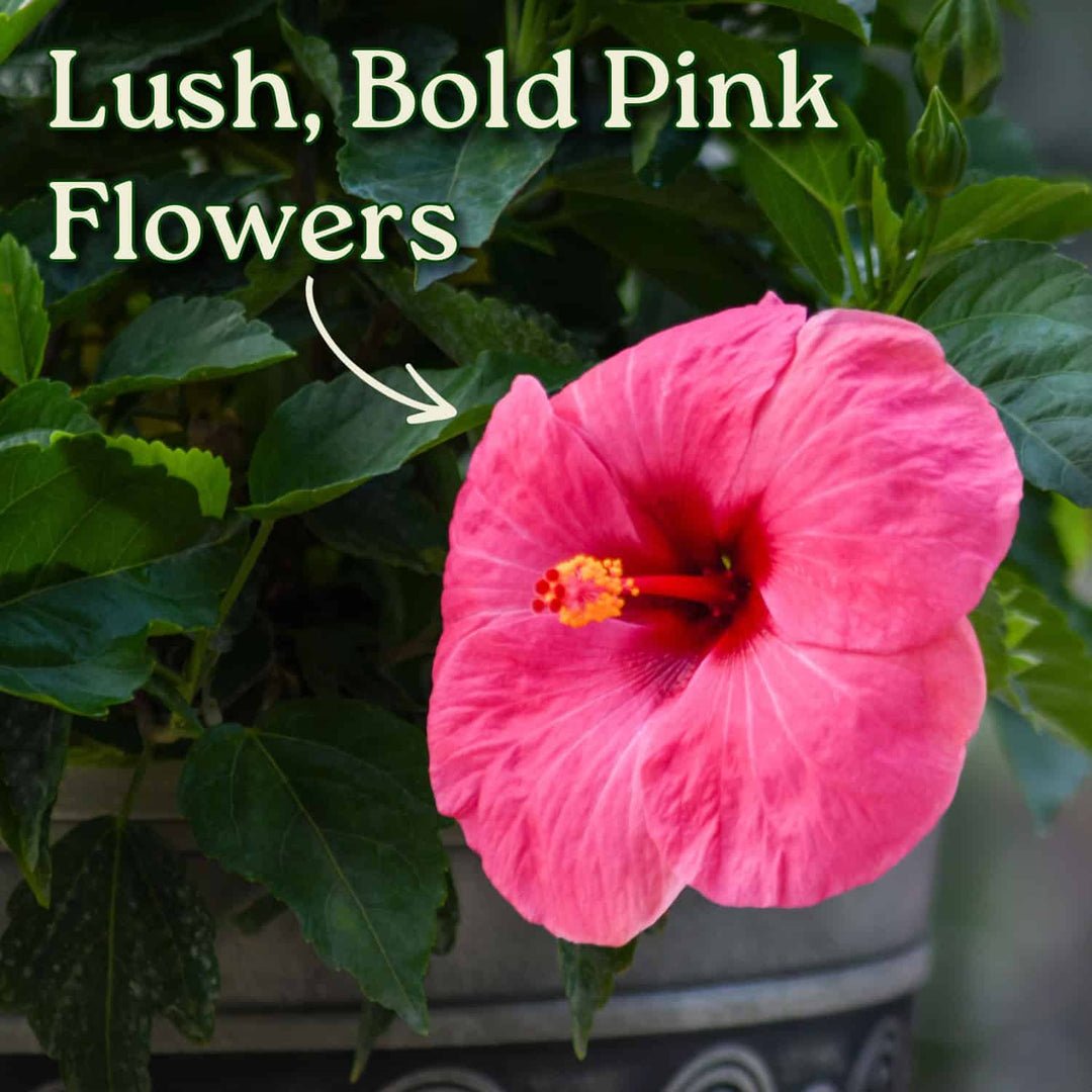 Pink flower with green leaves and text 'Lush, Bold Pink Flowers' on a blurred background #size_3-gallon