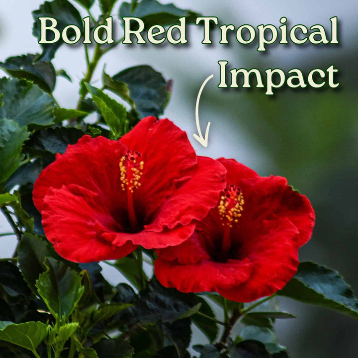 Two red tropical flowers with green leaves and text 'Bold Red Tropical Impact'. #size_3-gallon