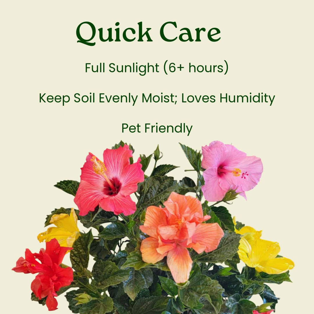 Multicolor Hibiscus Bush