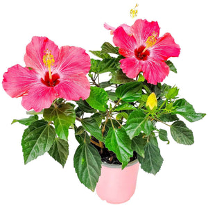painted lady pink hibiscus for sale #size_1-gallon