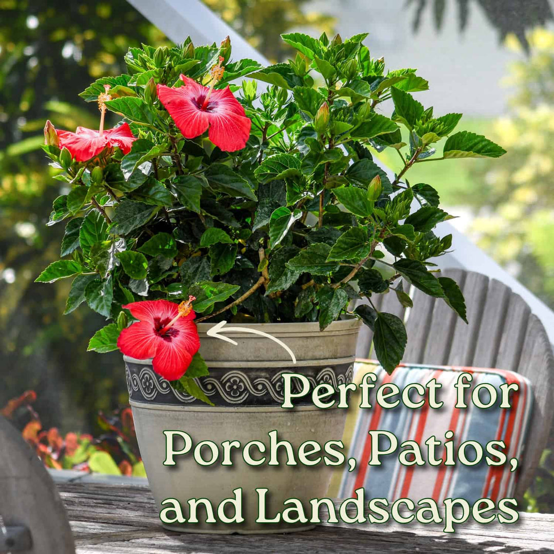 Potted plant with pink flowers on a porch, surrounded by greenery. #size_3-gallon