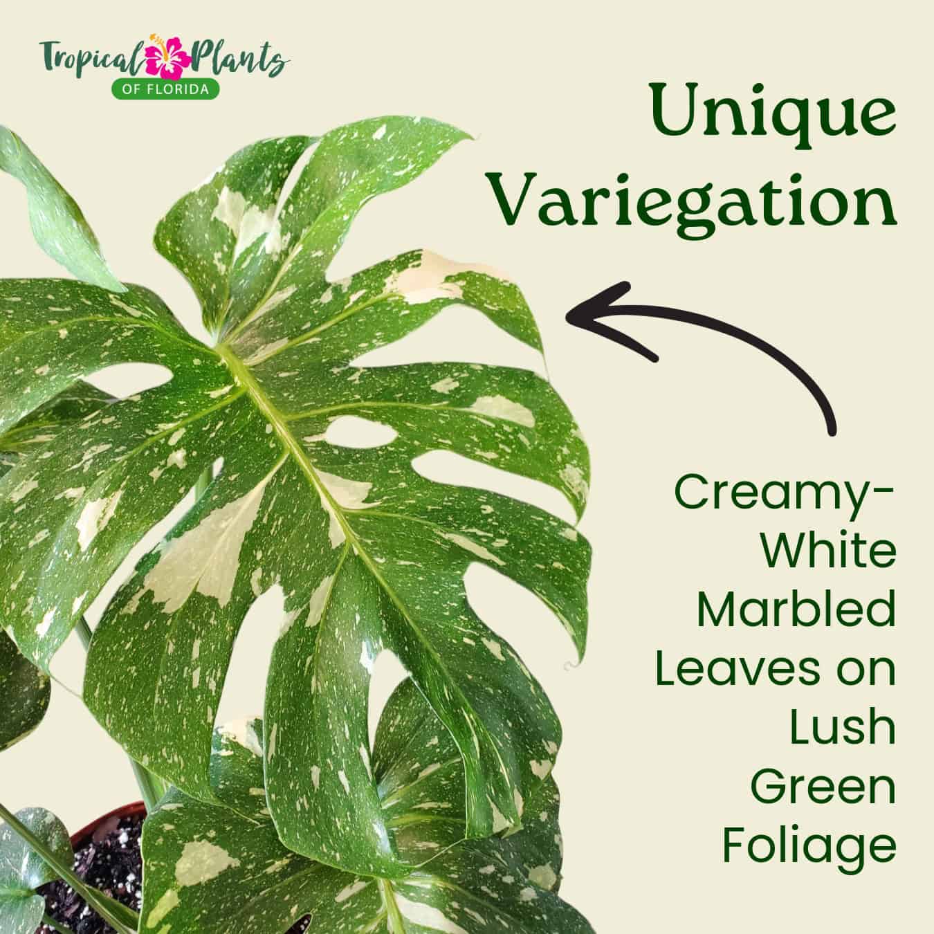 Tropical Plants of Florida Monstera Thai Constellation - Thumbnail 3