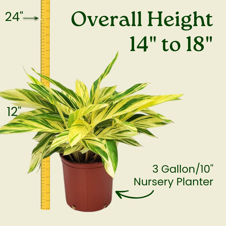 ginger indoor plant Variegated Ginger