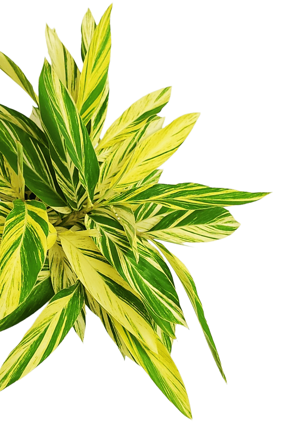 spider ginger plant Variegated Ginger Plant for Sale