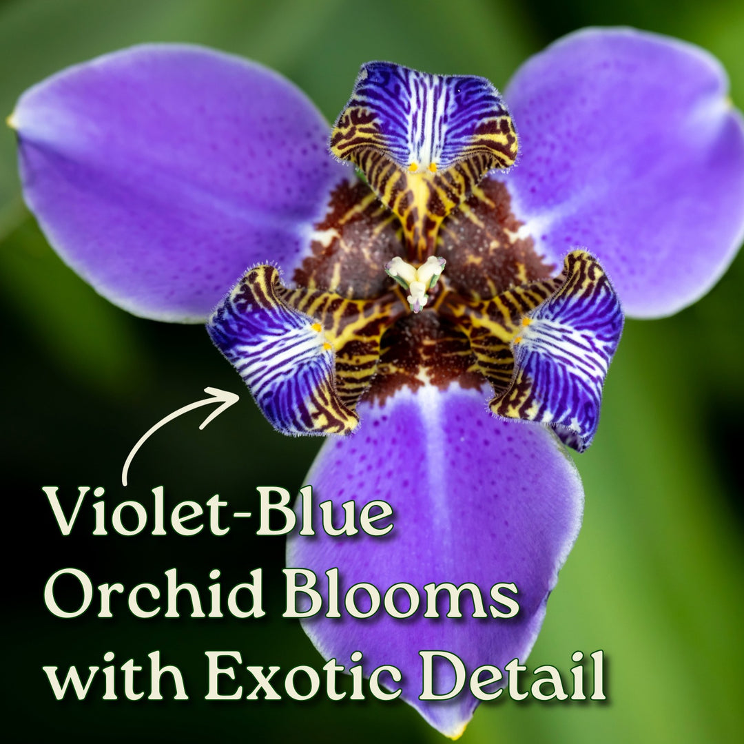 Walking Iris Regina Plant