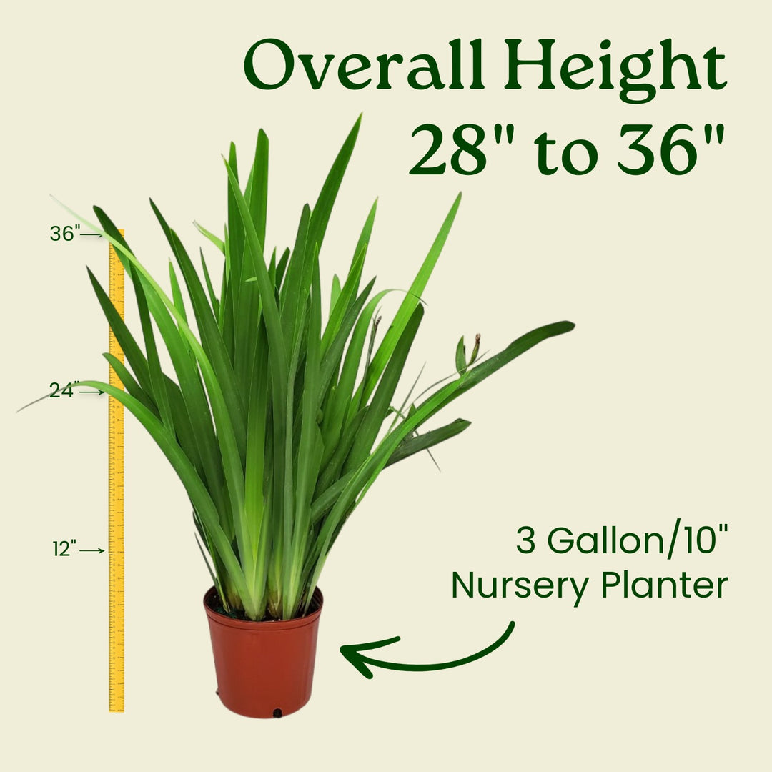 iris house plant Walking Iris Plant for Sale