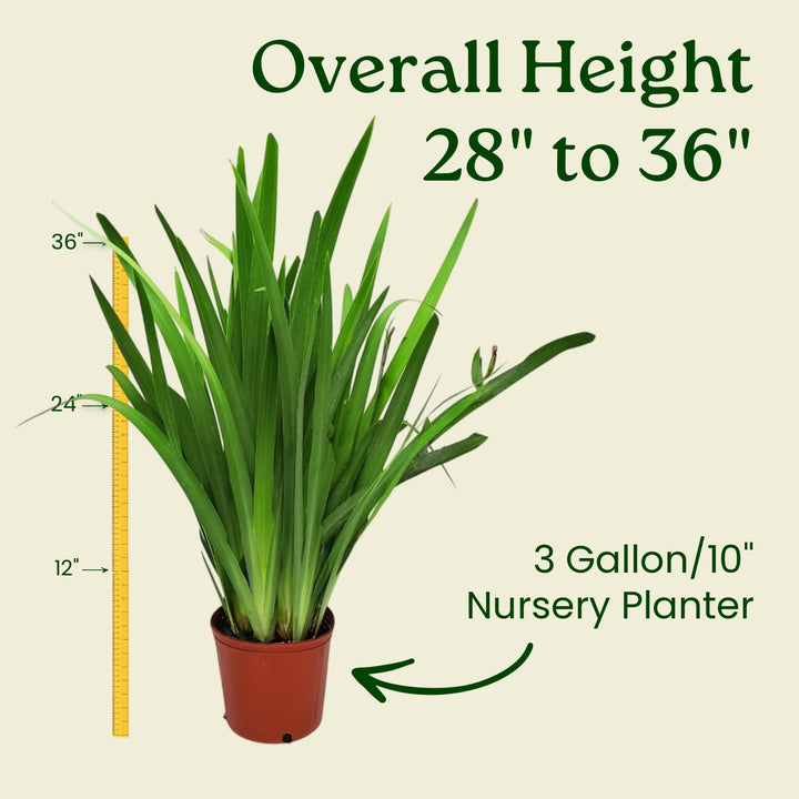 Walking Iris Regina Plant