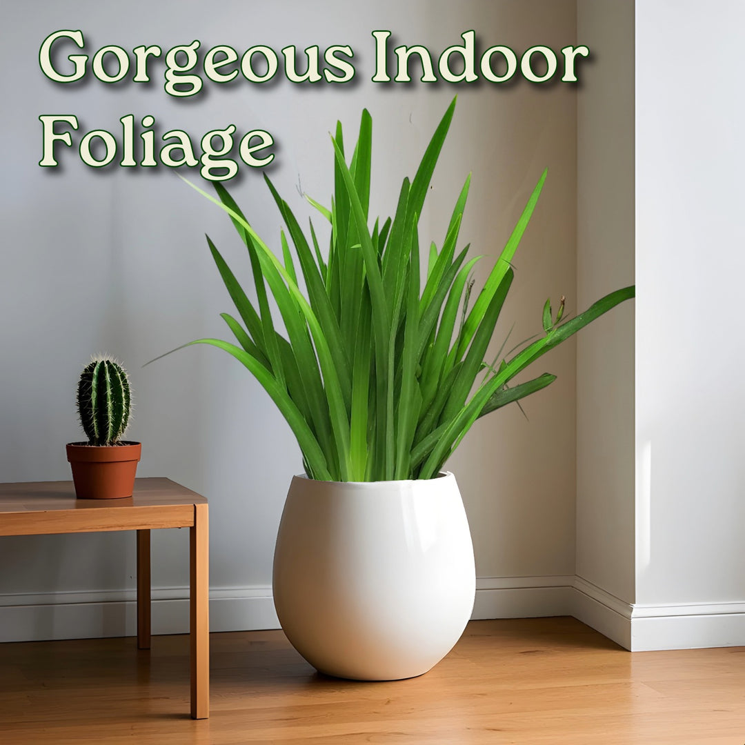 iris plant indoor Walking Iris Regina Plant
