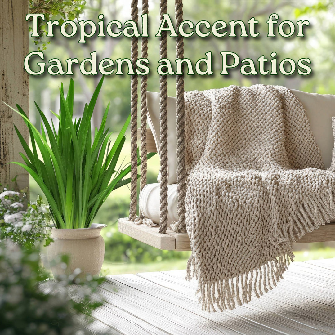 Walking Iris Regina Plant