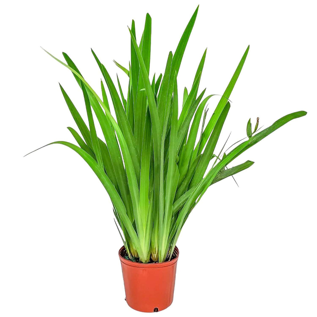 hanging iris plant Iris Regina - Purple Brazillian Orchid - 3 Gallon Pot