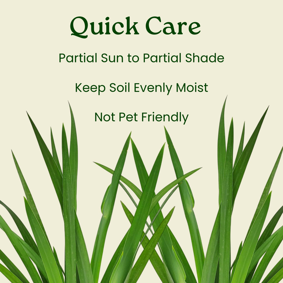 Walking Iris Regina Plant