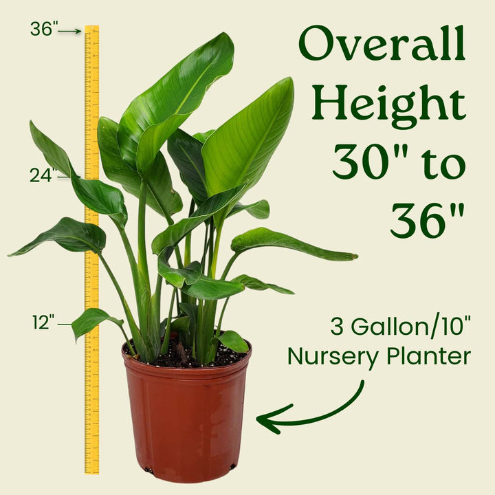 White Bird of Paradise