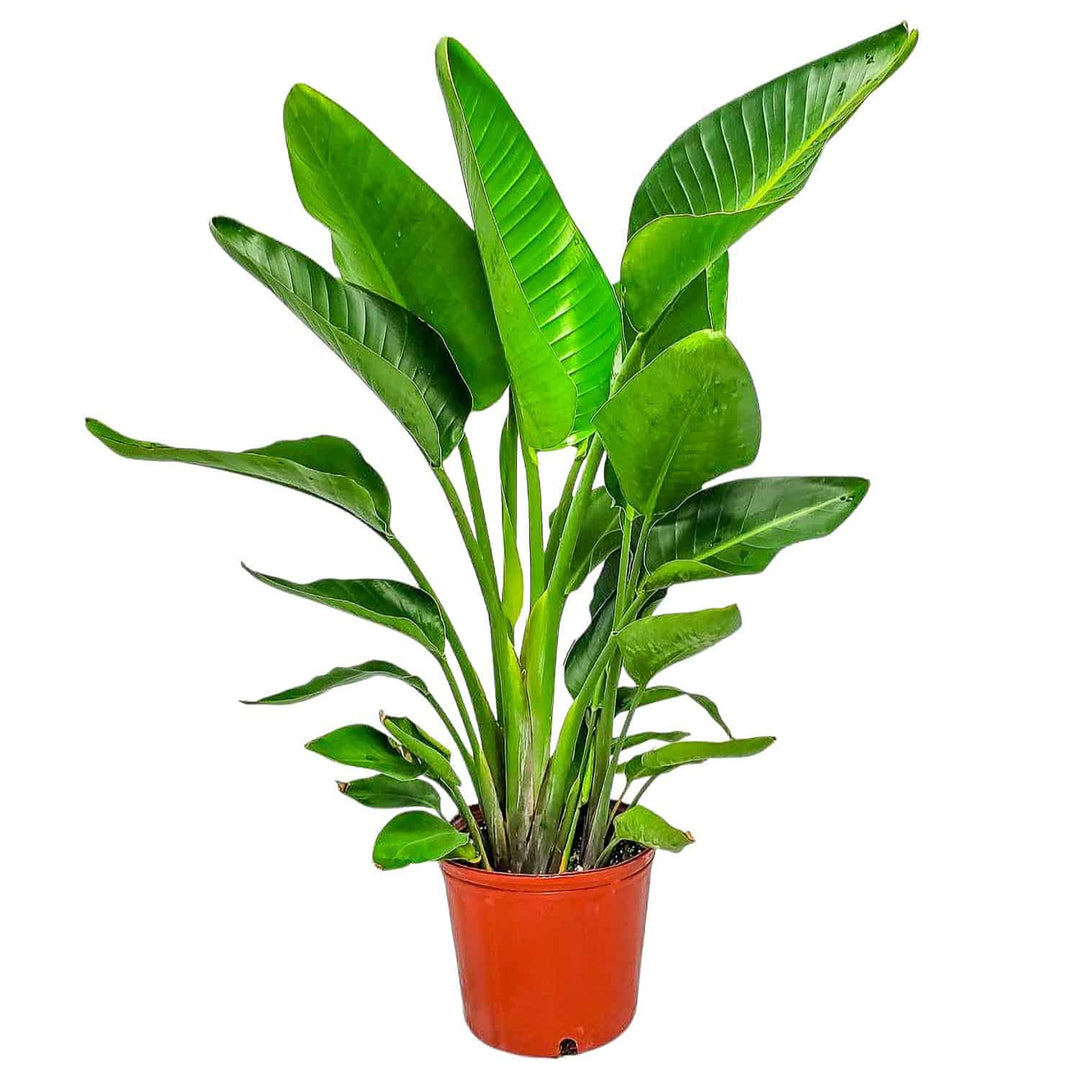 bird of paradise indoor plant for sale White Bird of Paradise