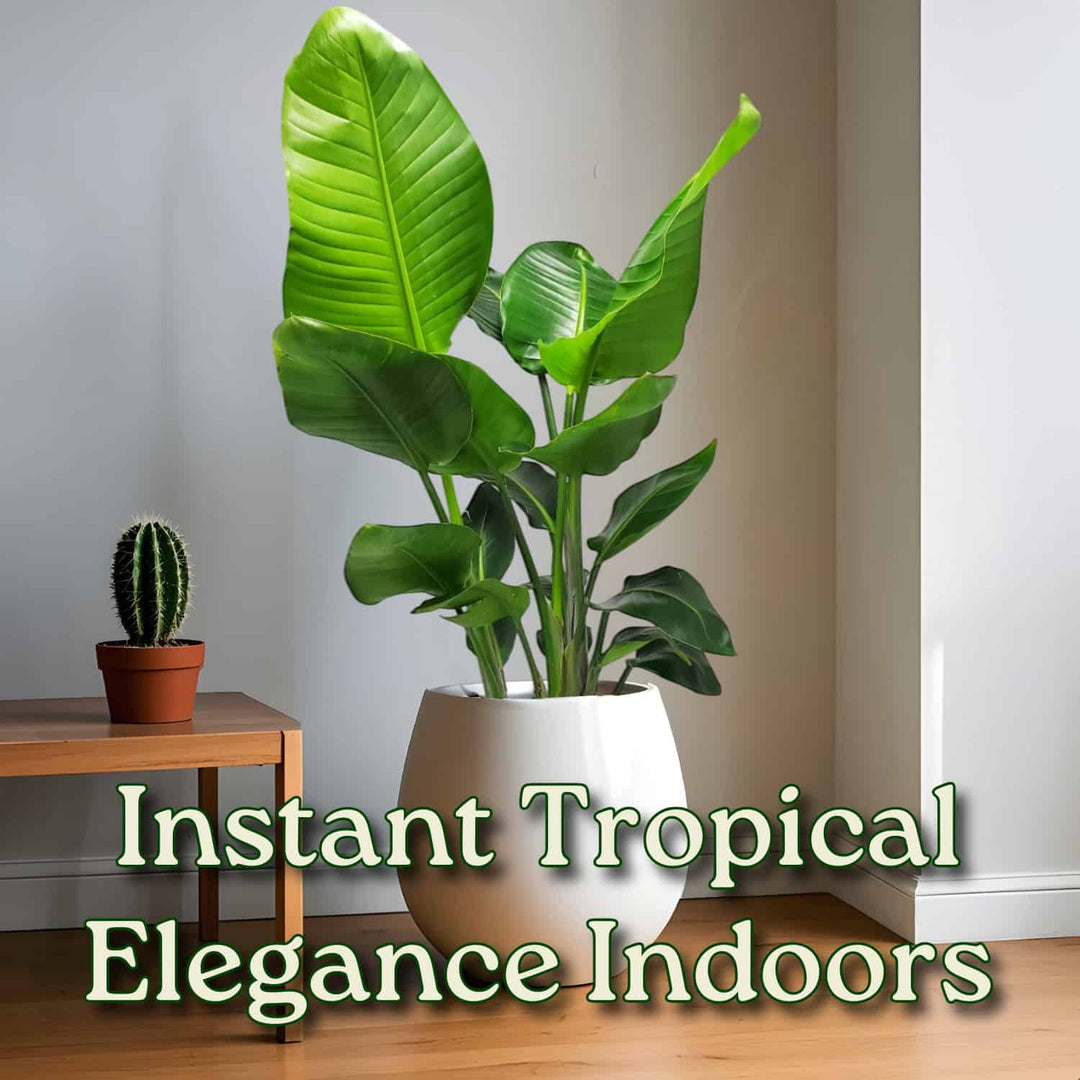 white bird indoor plant White Bird of Paradise Plant for Sale – Exotic Tropical Beauty – Tropical Plants of Florida