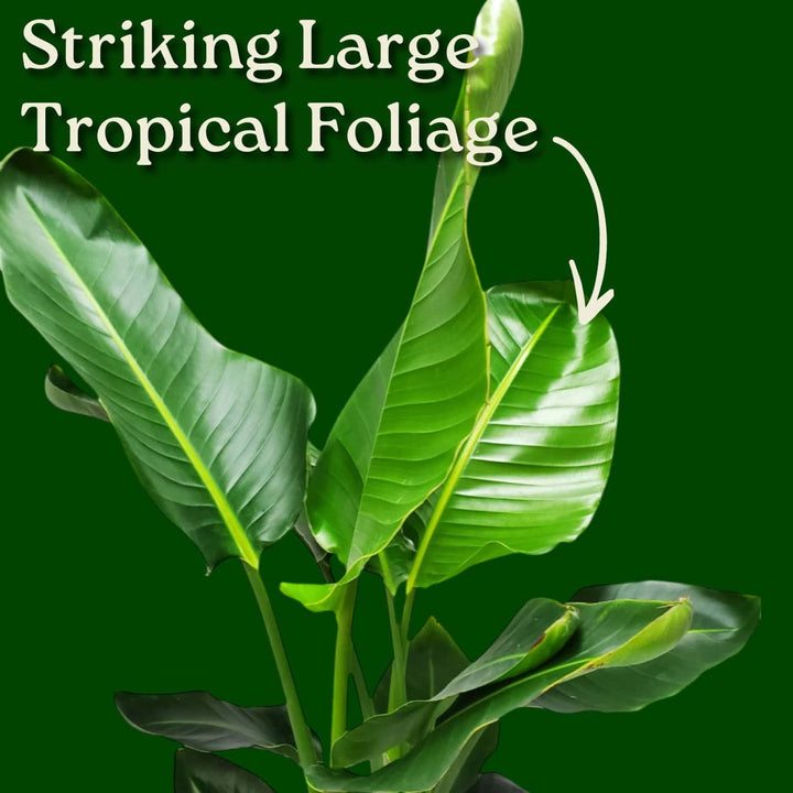 White Bird of Paradise