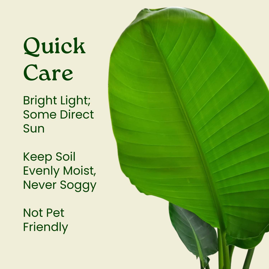 white bird tropical plant indoor care White Bird of Paradise Plant for Sale – Exotic Tropical Beauty – Tropical Plants of Florida