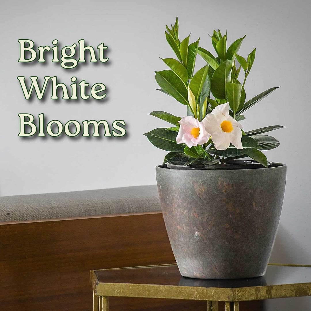 white indoor flower plant White Dipladenia Plant for Sale