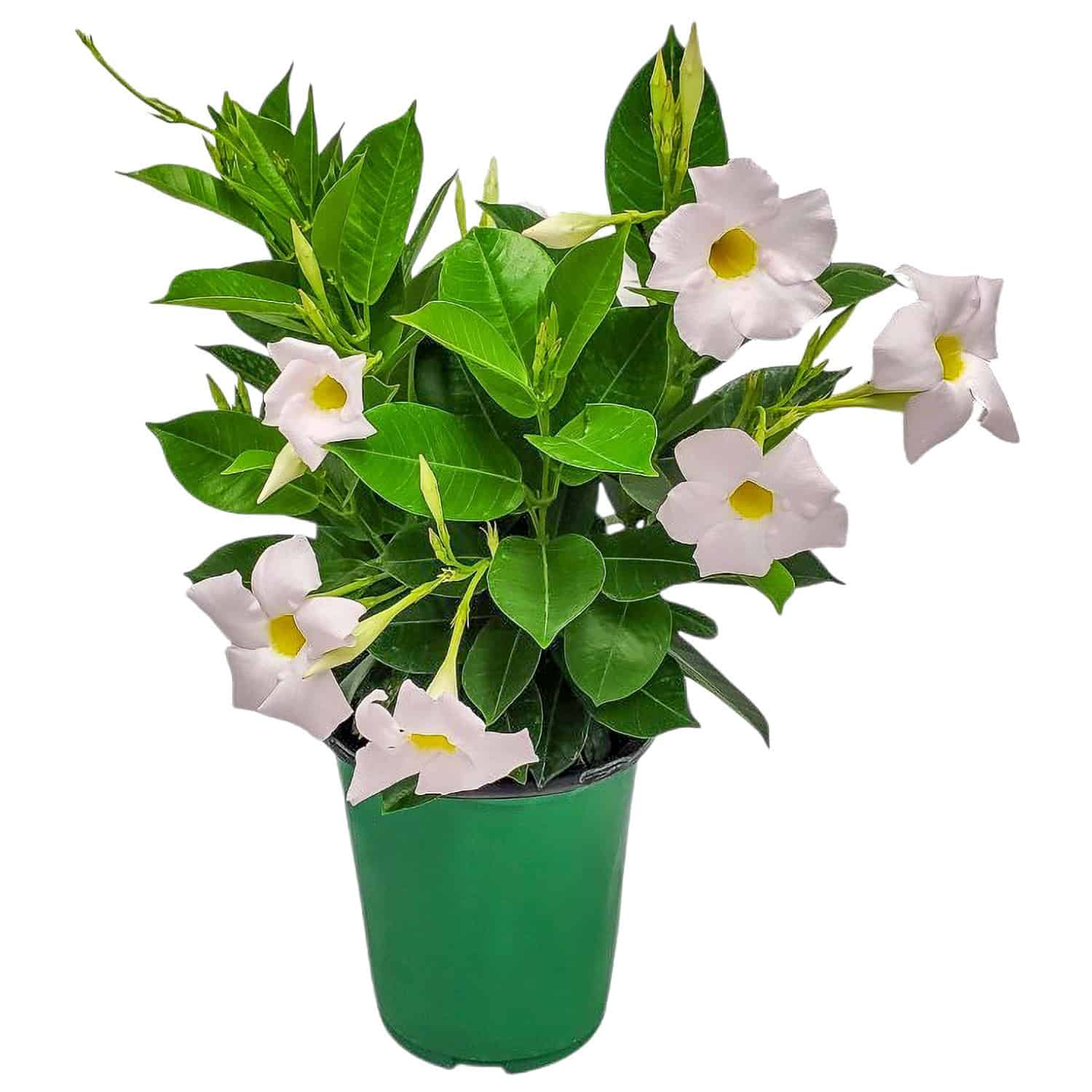 White Dipladenia Plant for Sale | Bush Form (1 & 3 Gallon