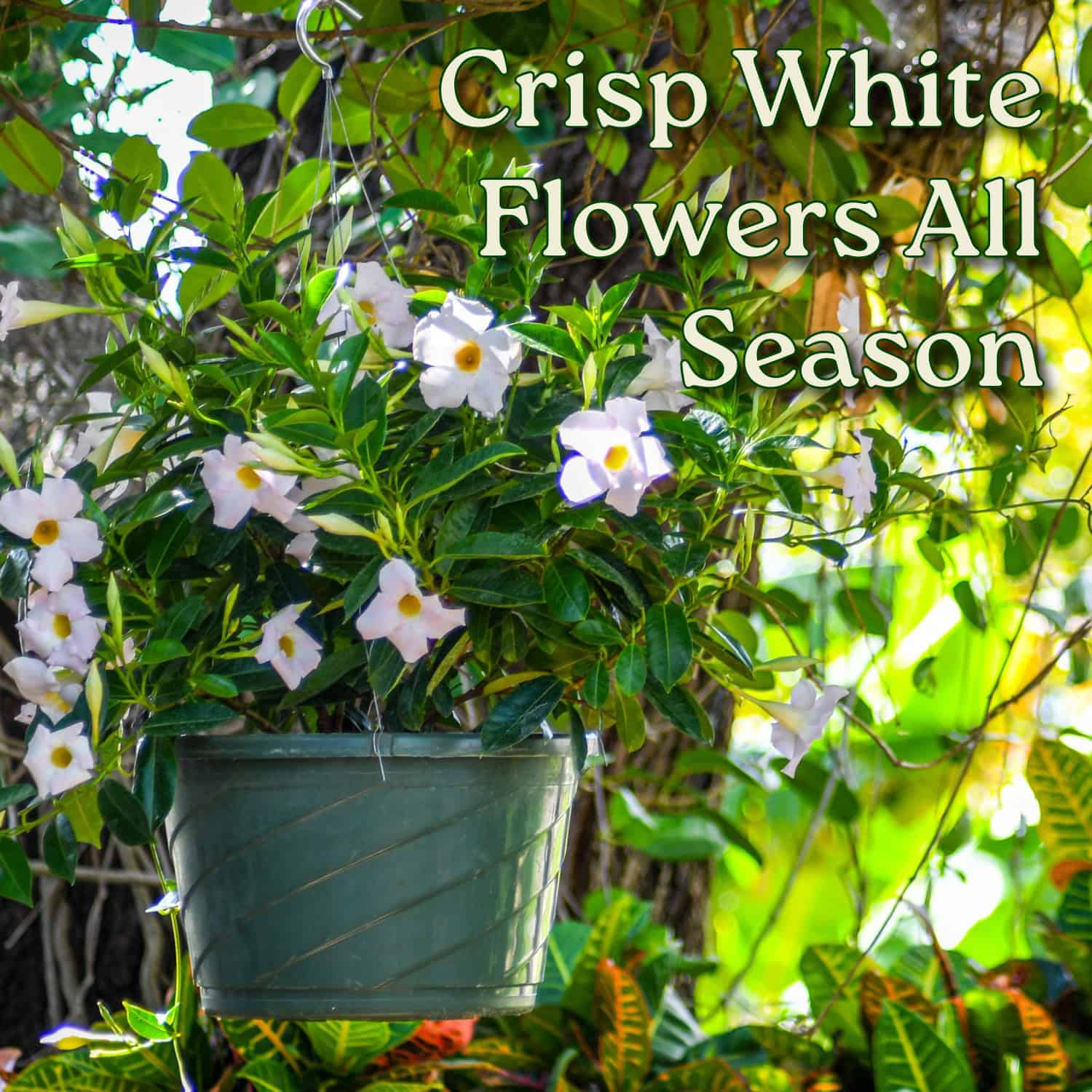 white flowering hanging plants White Dipladenia Hanging Basket fo Sale – Tropical Plants of Florida