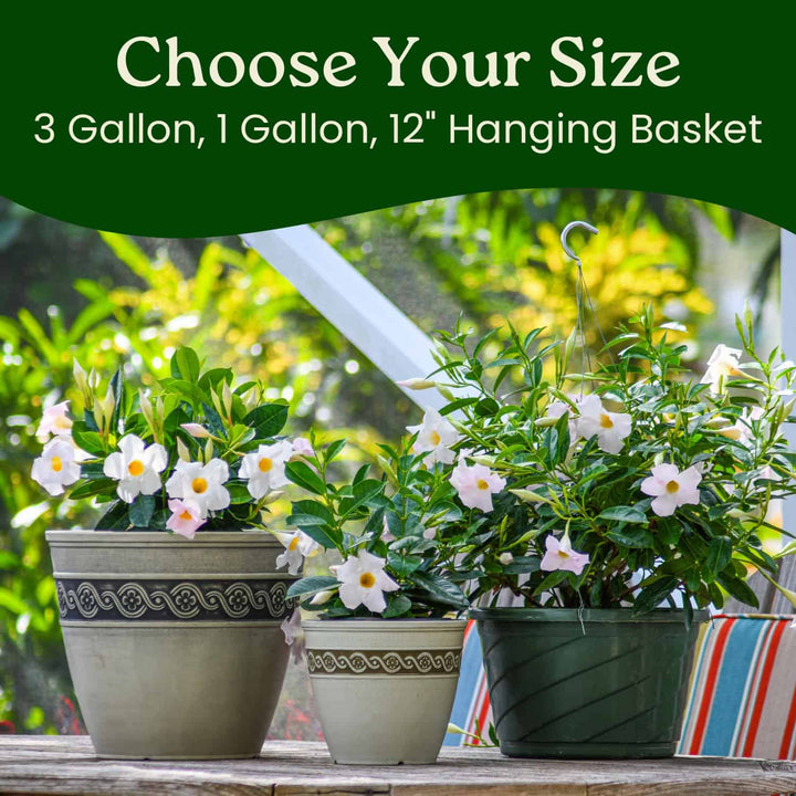 White Dipladenia Hanging Basket