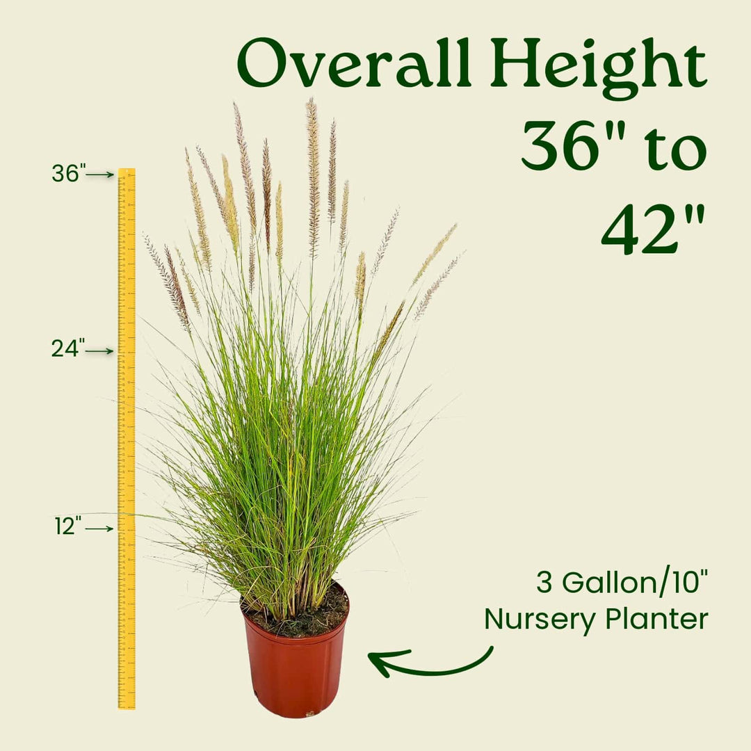 tall grass potted plants White Fountain Grass for Sale