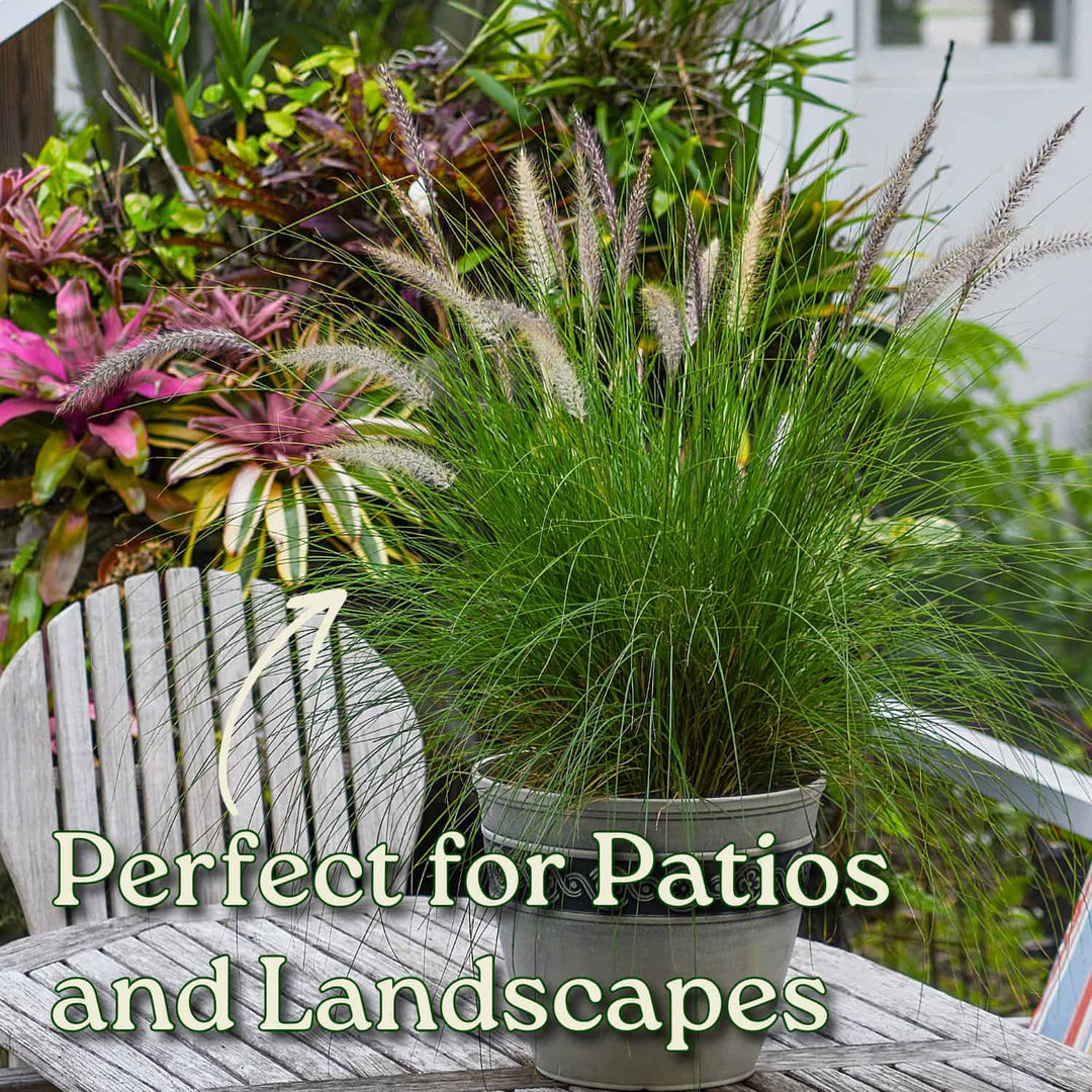 White Fountain Grass