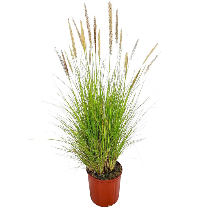White Fountain Grass