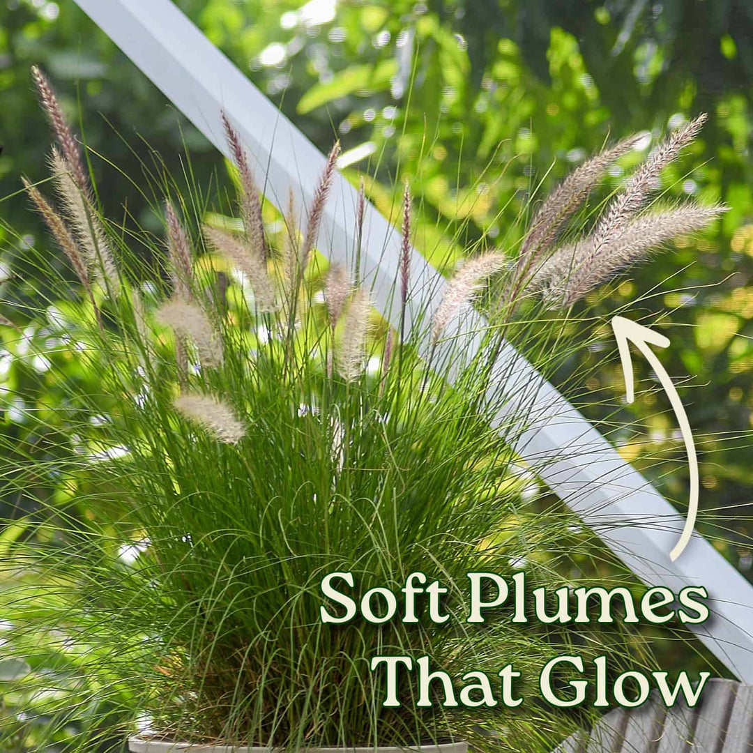 White Fountain Grass