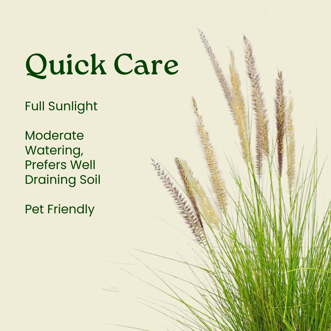 White Fountain Grass