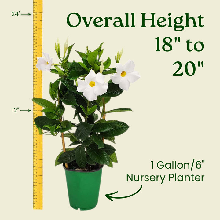 Potted plant with a measurement of its height on a beige background #size_1-gallon