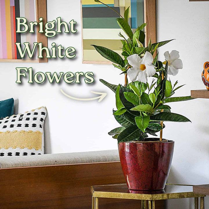 Potted plant with bright white flowers on a table in a living room setting. #size_1-gallon