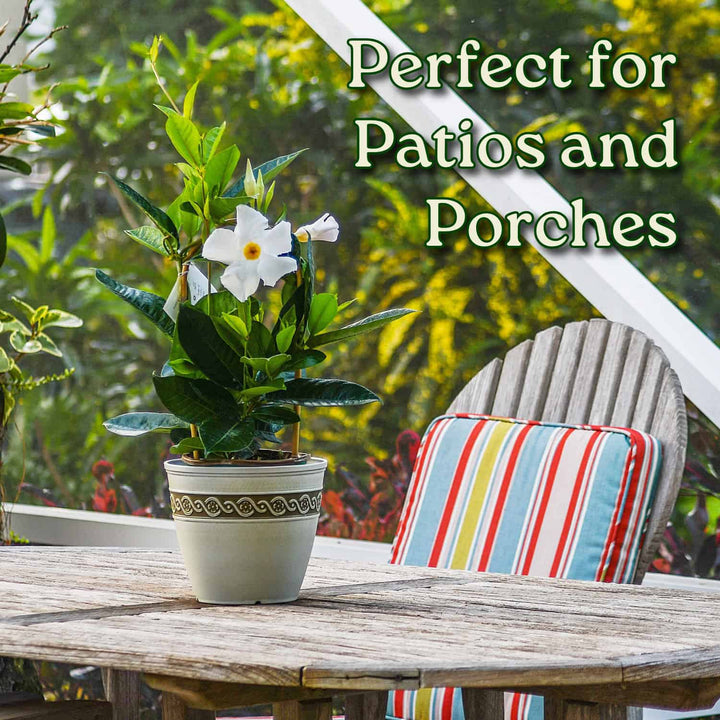 Potted plant on a wooden table with a striped cushion, surrounded by greenery. #size_1-gallon