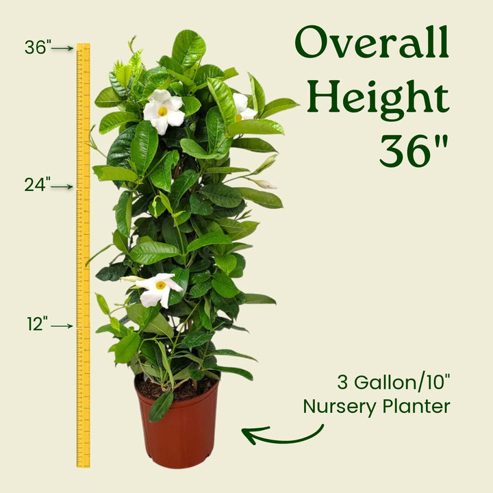 Potted plant with measurement details on a beige background #size_3-gallon