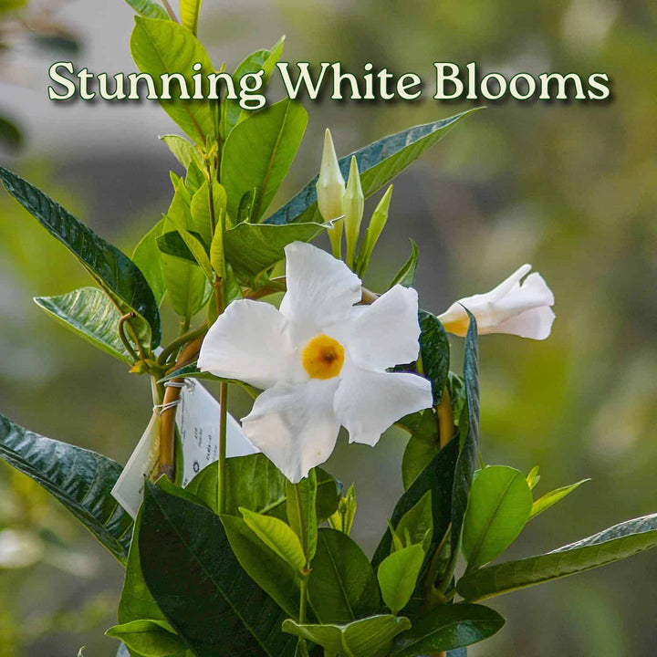 White flowers with green leaves and a blurred background #size_1-gallon