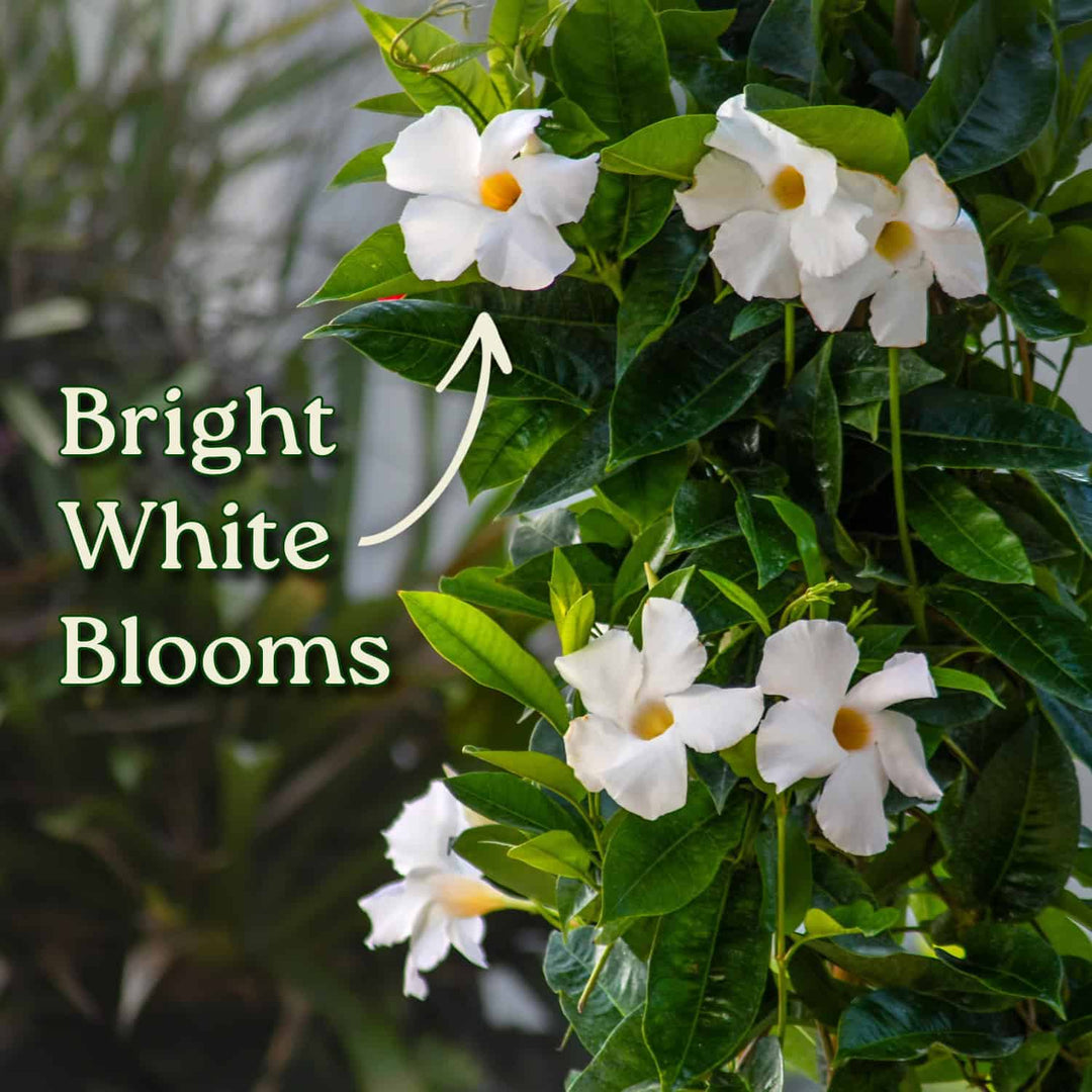 White flowers with green leaves and text highlighting 'Bright White Blooms'. #size_3-gallon