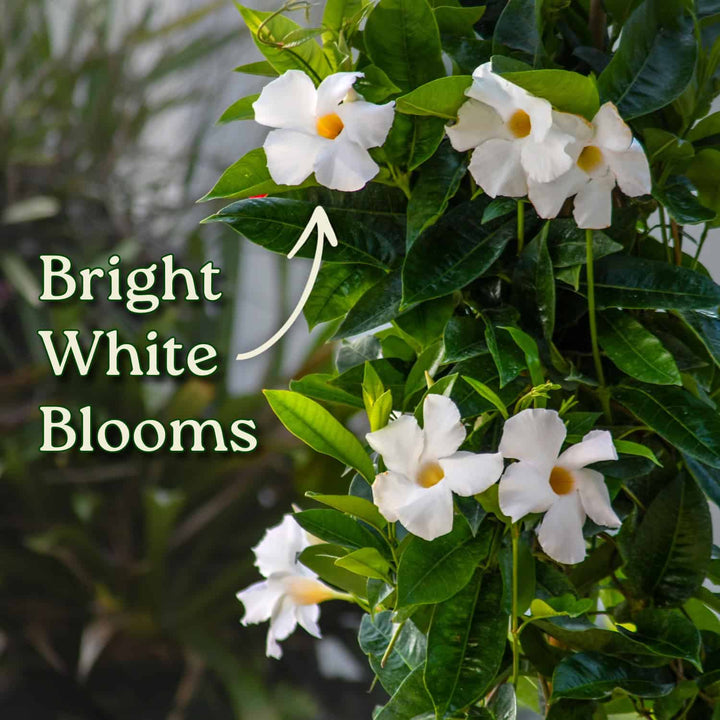 White flowers with green leaves and text highlighting 'Bright White Blooms'. #size_3-gallon
