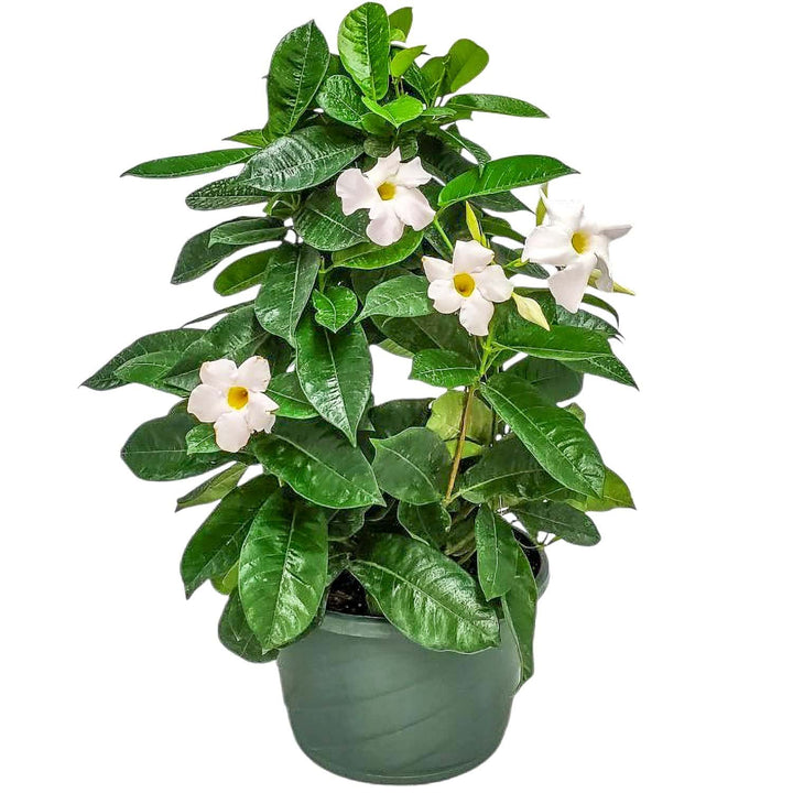 White Mandevilla Hanging Basket