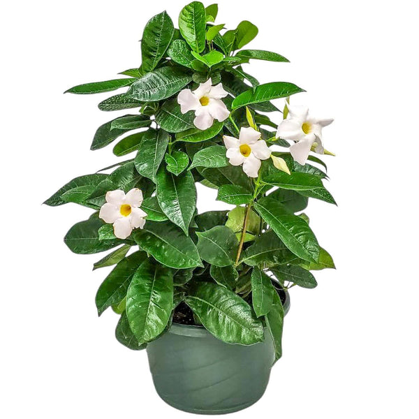 hanging mandevilla plant White Mandevilla Hanging Basket for Sale