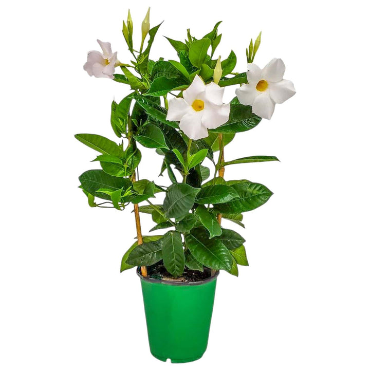white mandevilla vine for sale #size_1-gallon