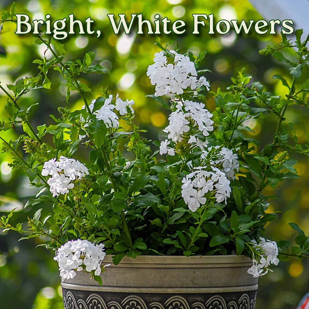 White Plumbago