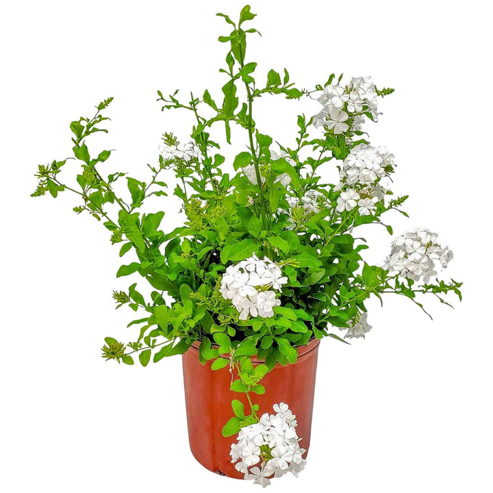 White Plumbago