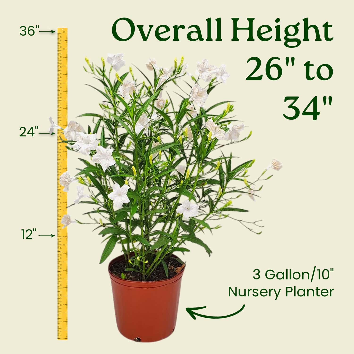 White Ruellia (Mexican Petunia) for Sale | Large 3-Gallon Plants