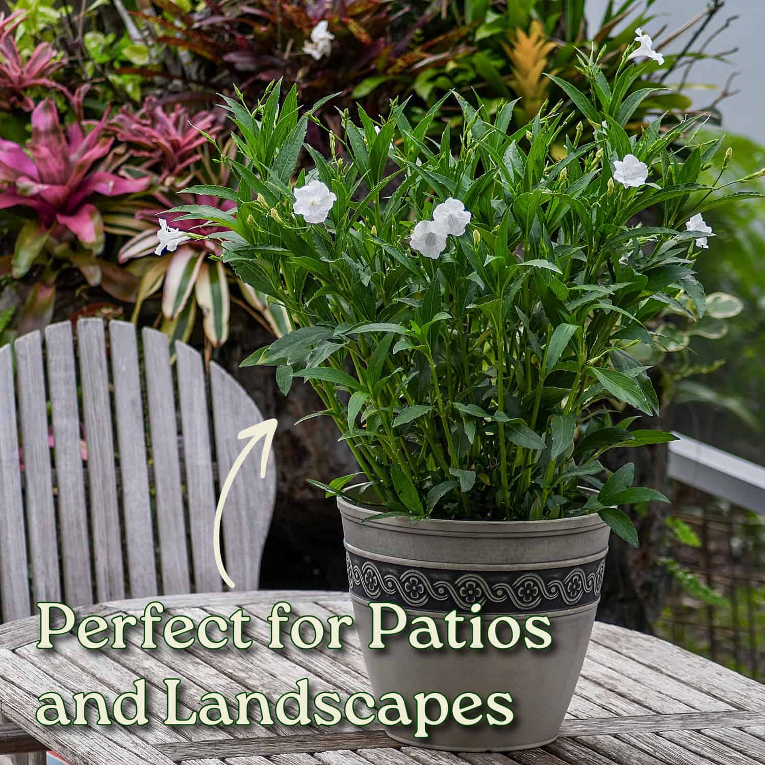 White Ruellia (Mexican Petunia) for Sale | Large 3-Gallon Plants