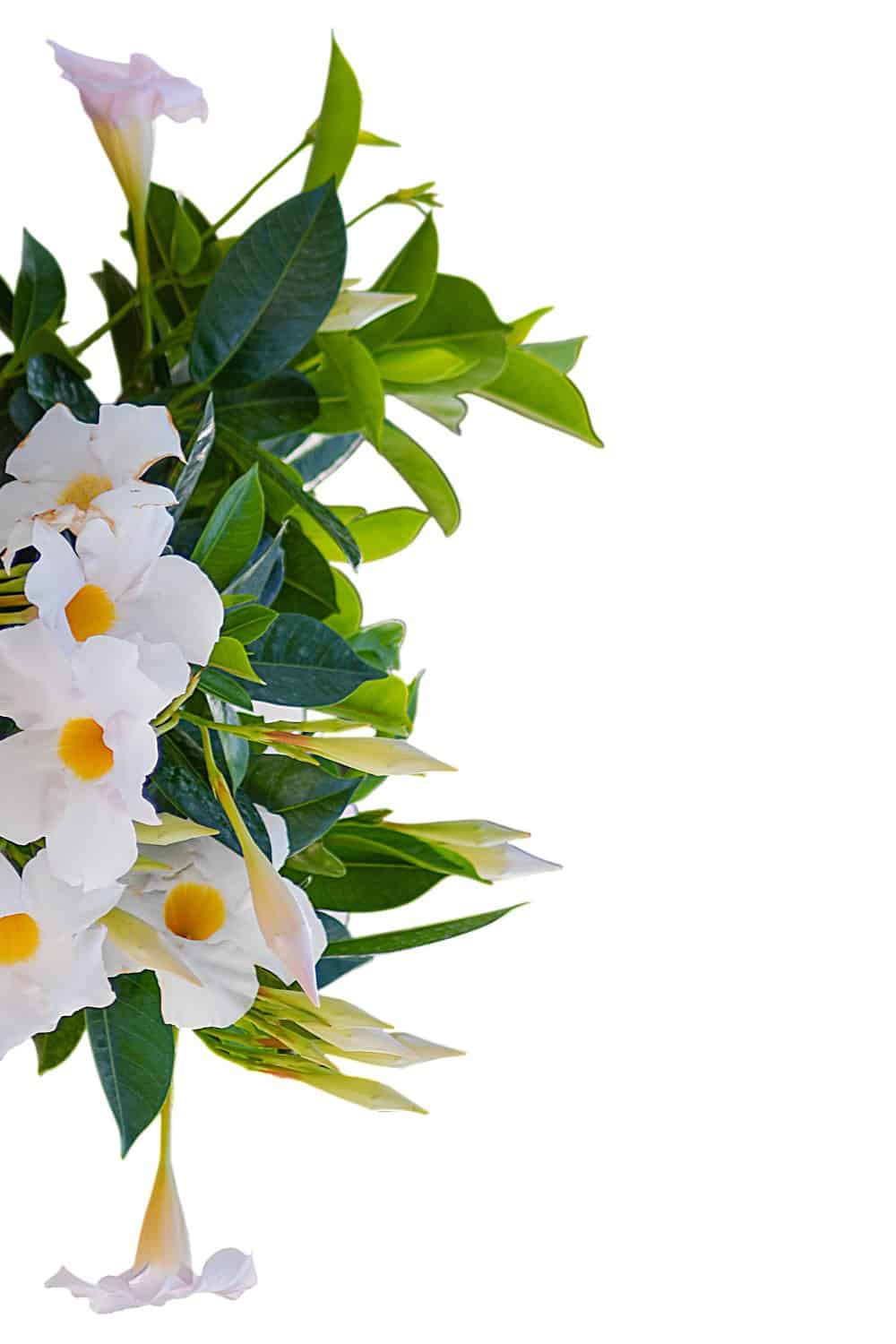 hanging plant with small white flowers White Dipladenia Hanging Basket fo Sale – Tropical Plants of Florida
